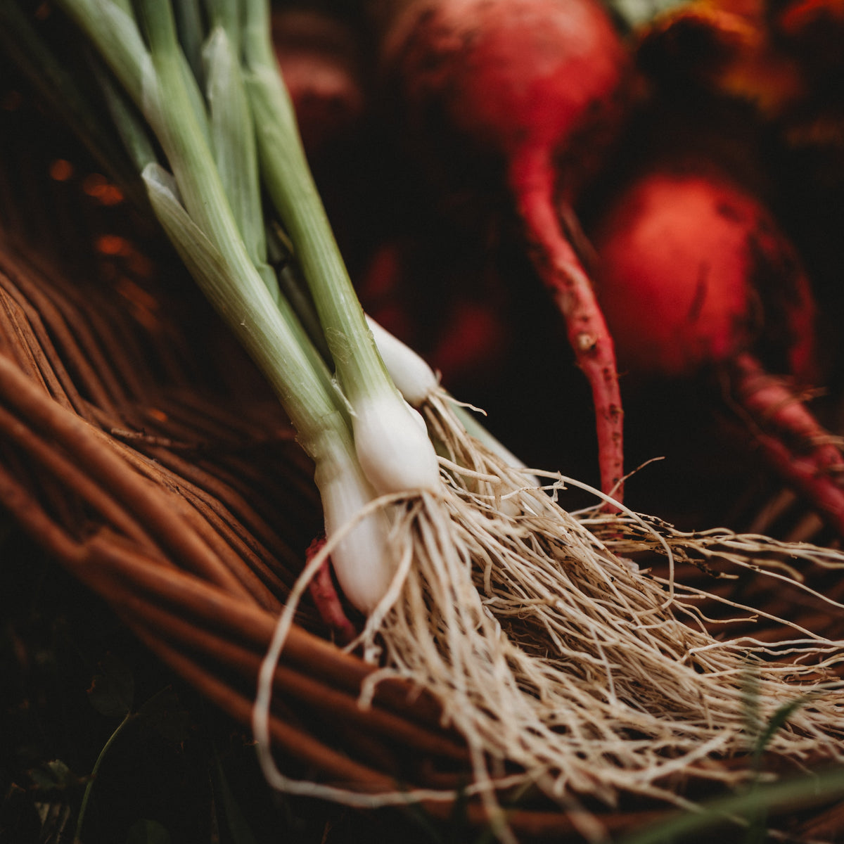 Heshiko (He Shi Ko) Spring Green Bunching Onion