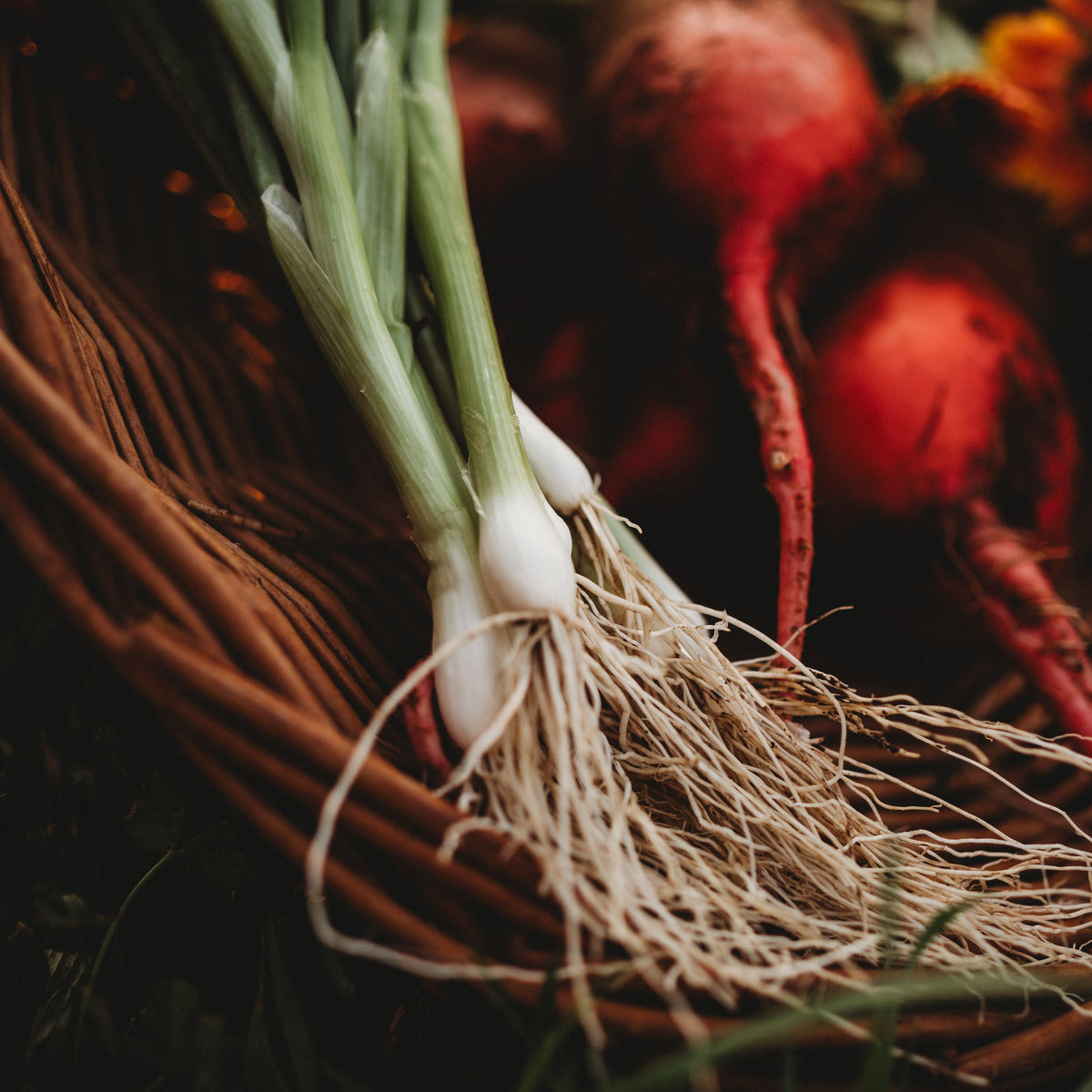 Heshiko (He Shi Ko) Spring Green Bunching Onion