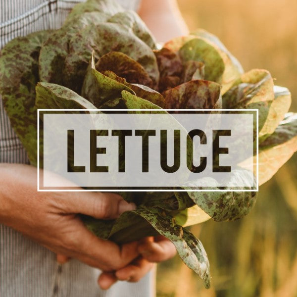 Lettuce