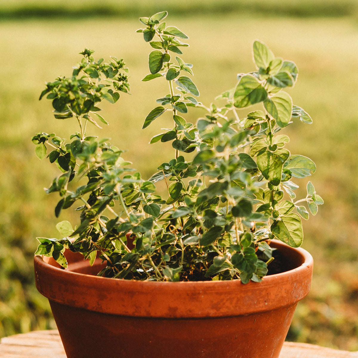 Oregano, Common