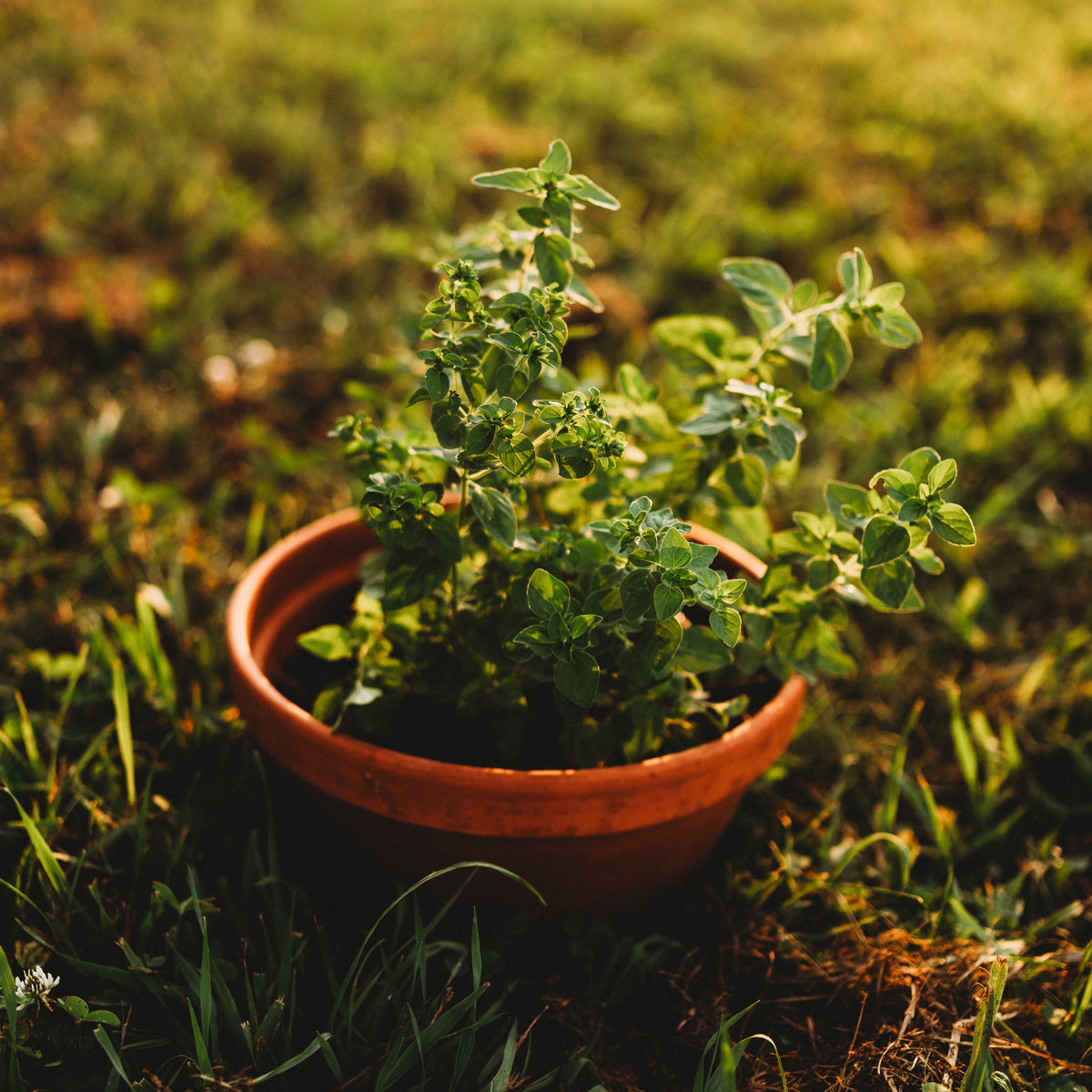 Oregano, Common