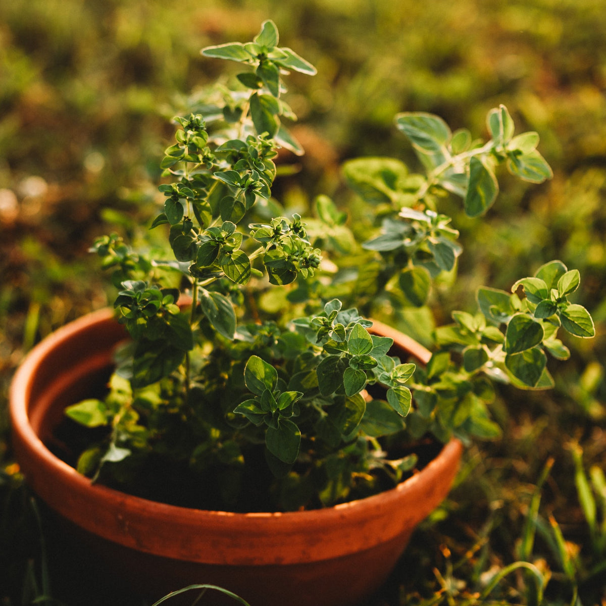 Oregano, Common