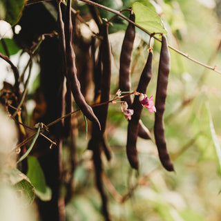 Purple Podded Pole Snap Bean