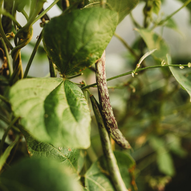 Rattlesnake Snap Pole Green Bean