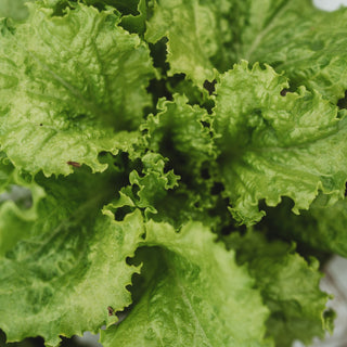 Slobolt Leaf Lettuce