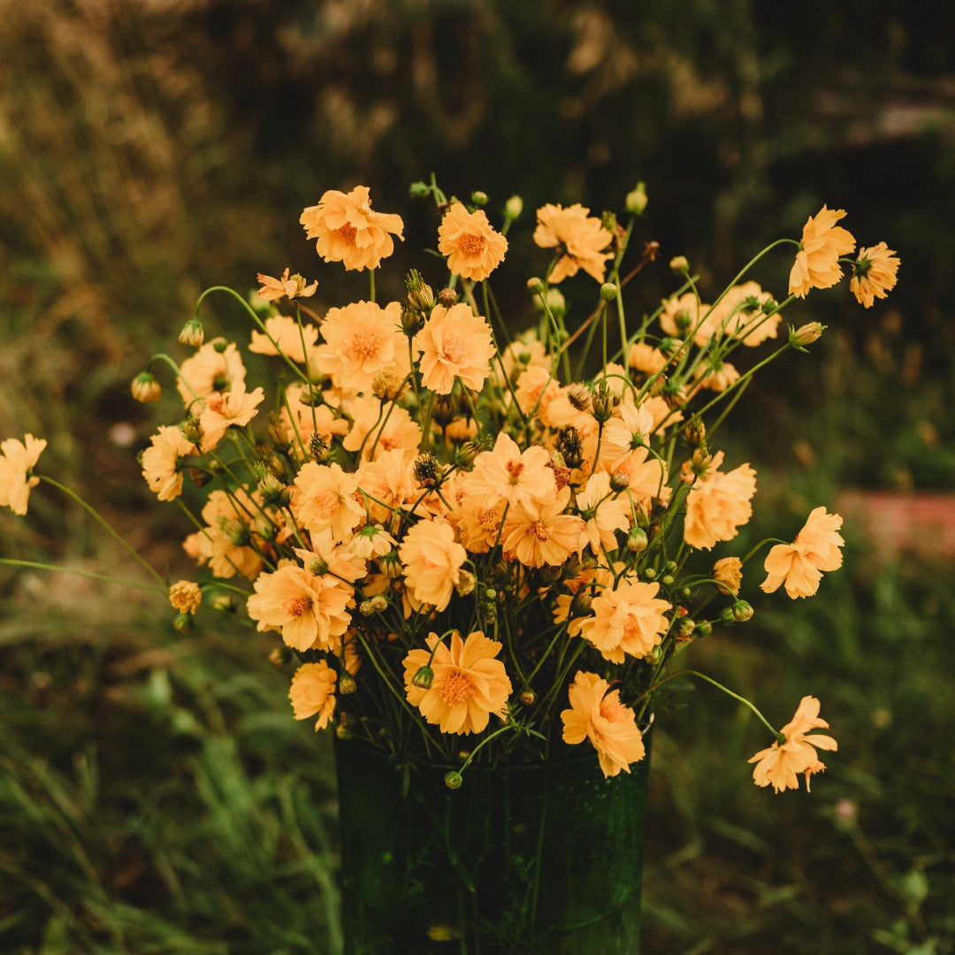 Yellow Sulphur Cosmos