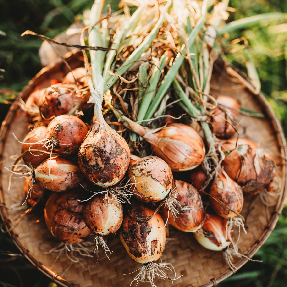 Yellow Sweet Spanish Onion