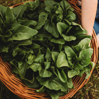 Amish Deer Tongue Heirloom Lettuce