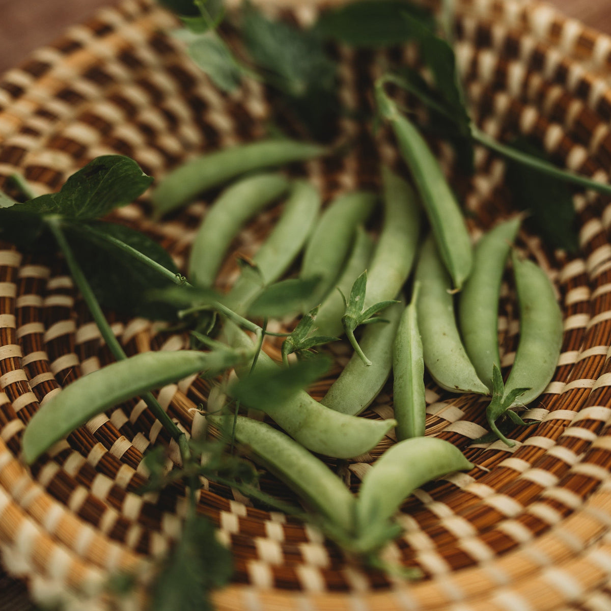 Amish Snap Pea