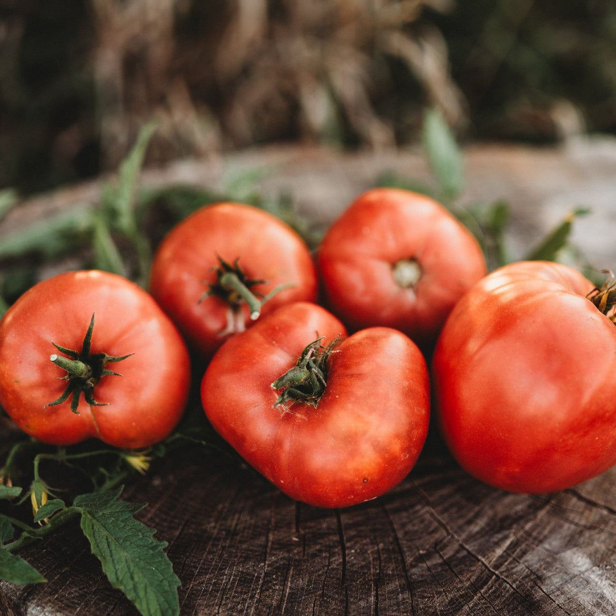 Anna Russian Oxheart Tomato