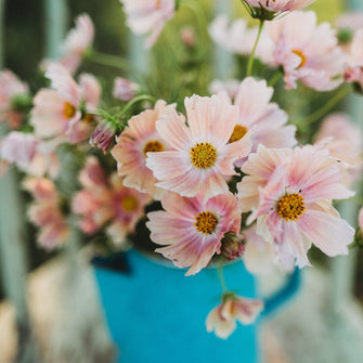 Apricot Lemonade Cosmos