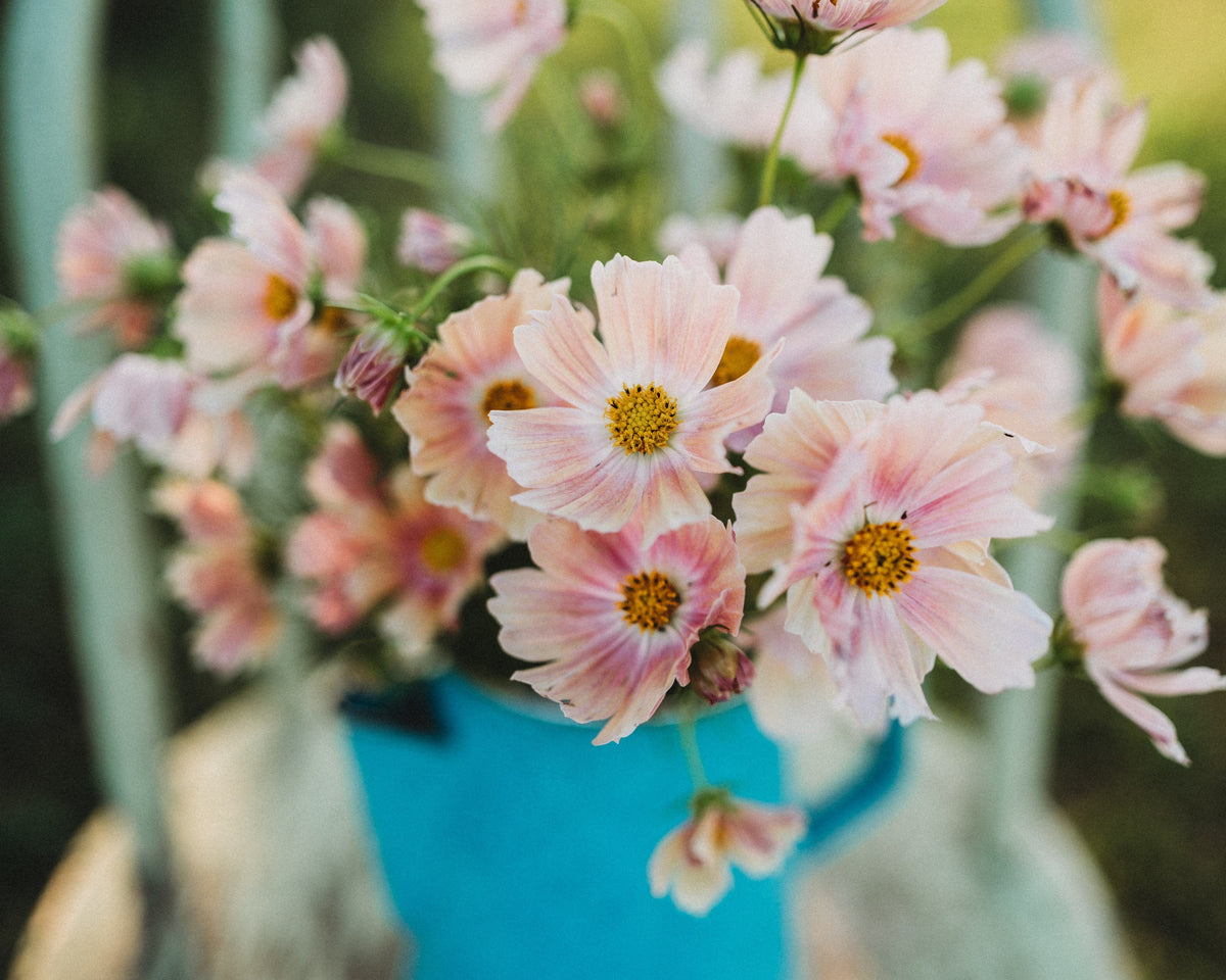 Apricot Lemonade Cosmos