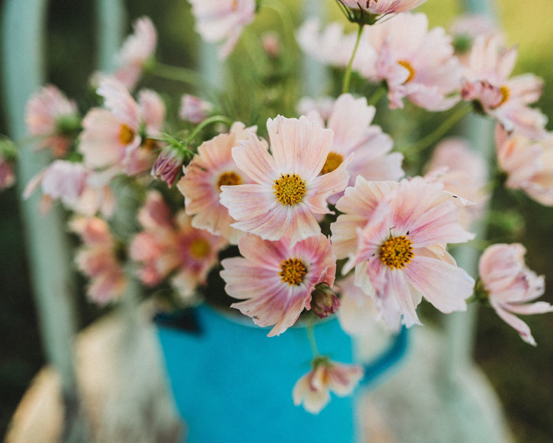 Apricot Lemonade Cosmos