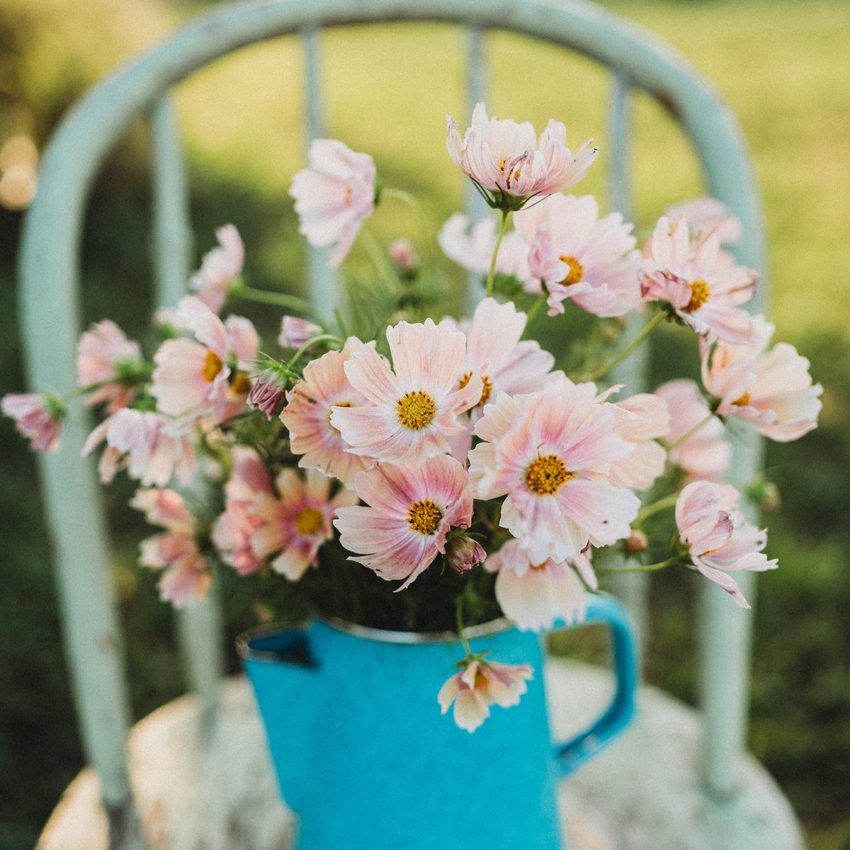 Apricot Lemonade Cosmos