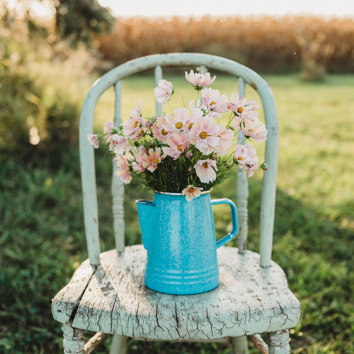 Apricot Lemonade Cosmos