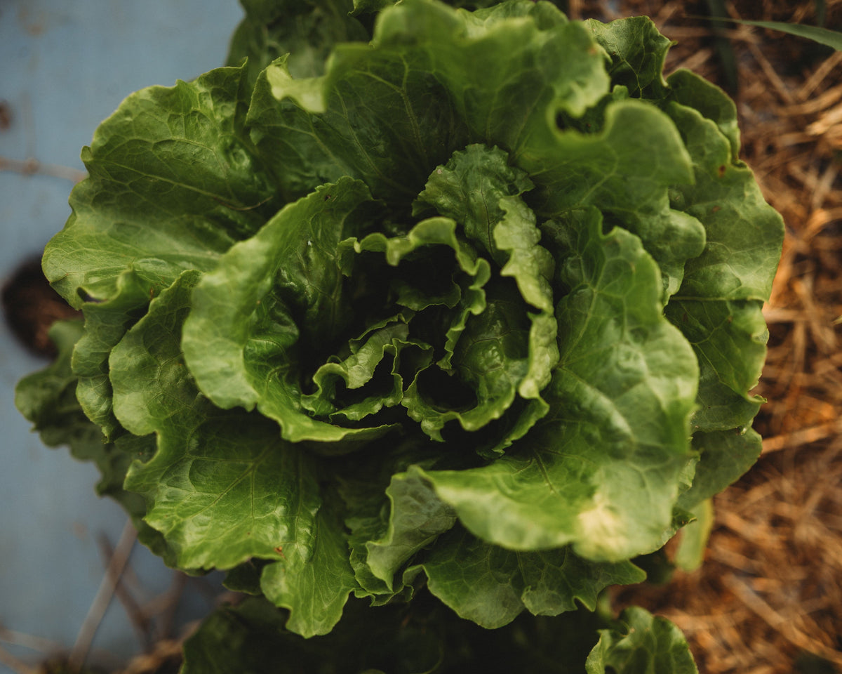 Arianna Batavian Lettuce