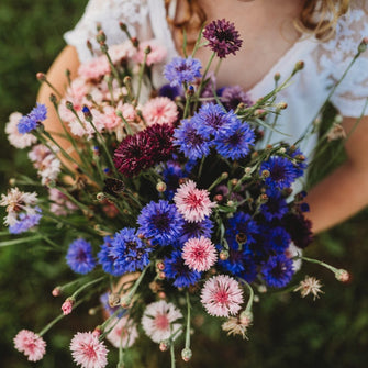 Bachelor's Button Cornflower Mix