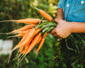 Bambino Carrot