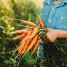 Bambino Carrot