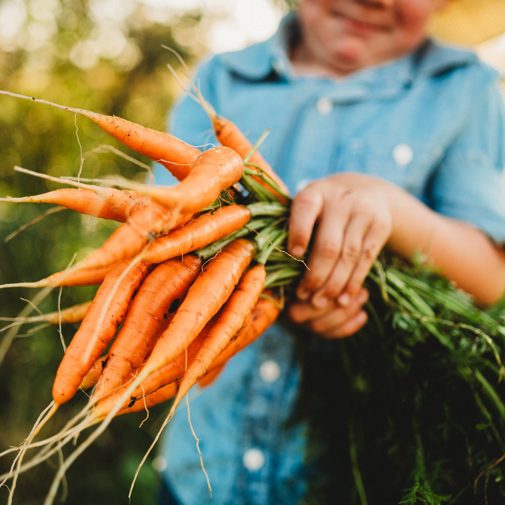 Bambino Carrot