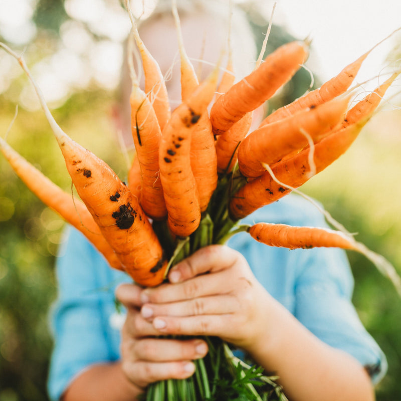 Bambino Carrot