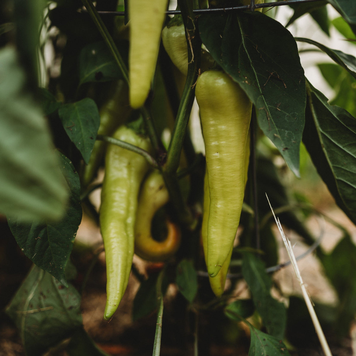 Banana Pepper, Yalova &quot;Carliston&quot;