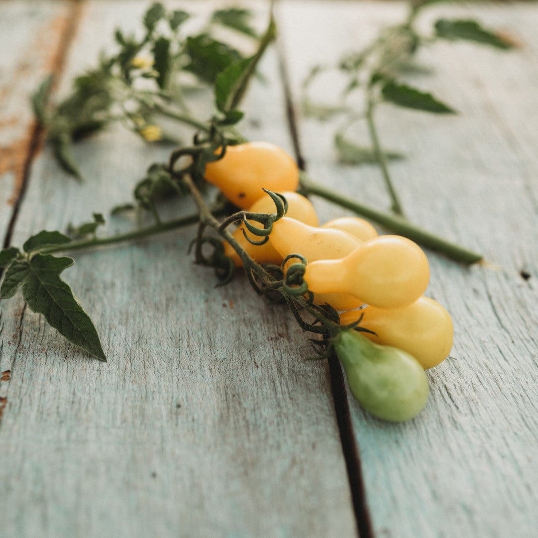 Beam&#39;s Yellow Pear Heirloom Cherry Tomato