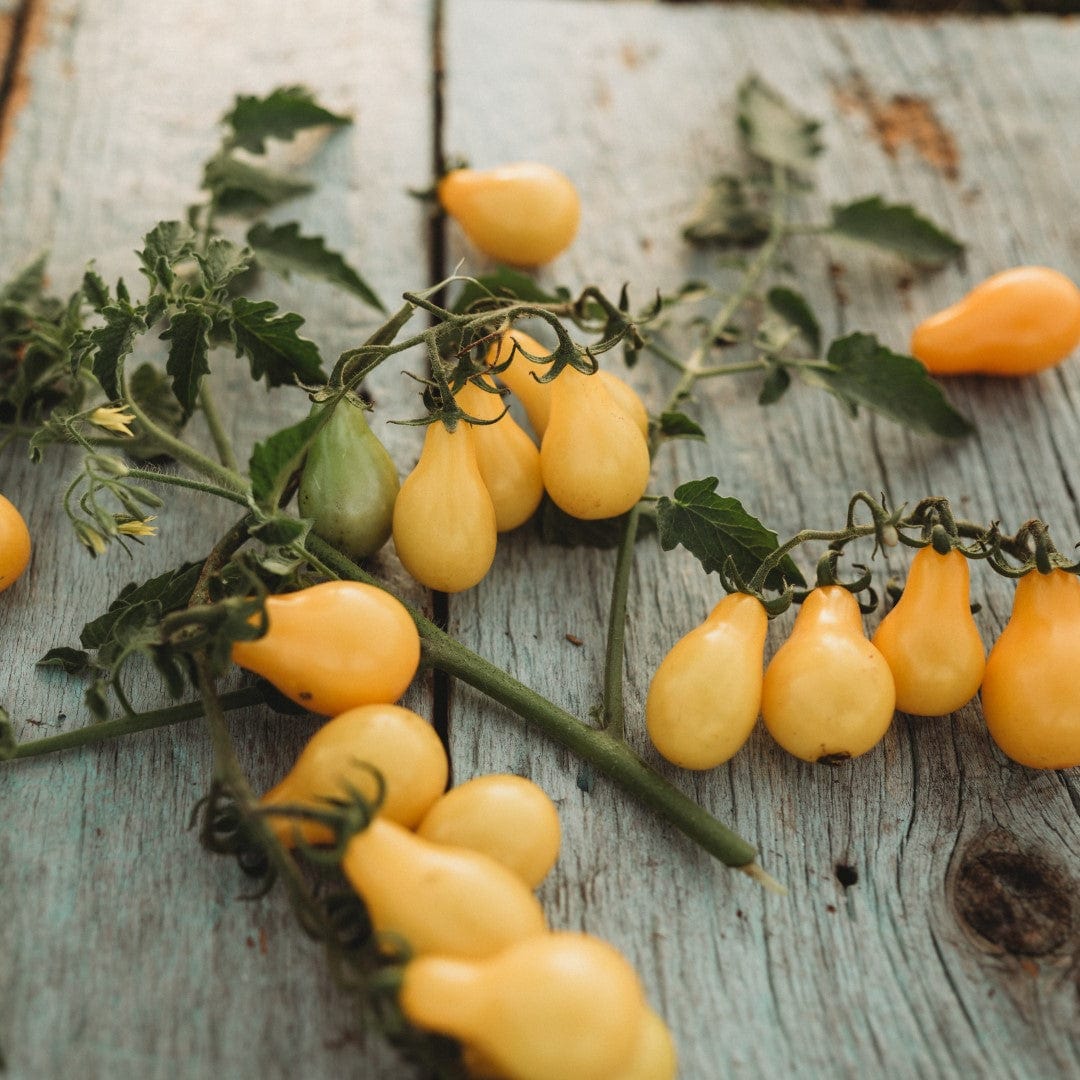 Beam&#39;s Yellow Pear Heirloom Cherry Tomato