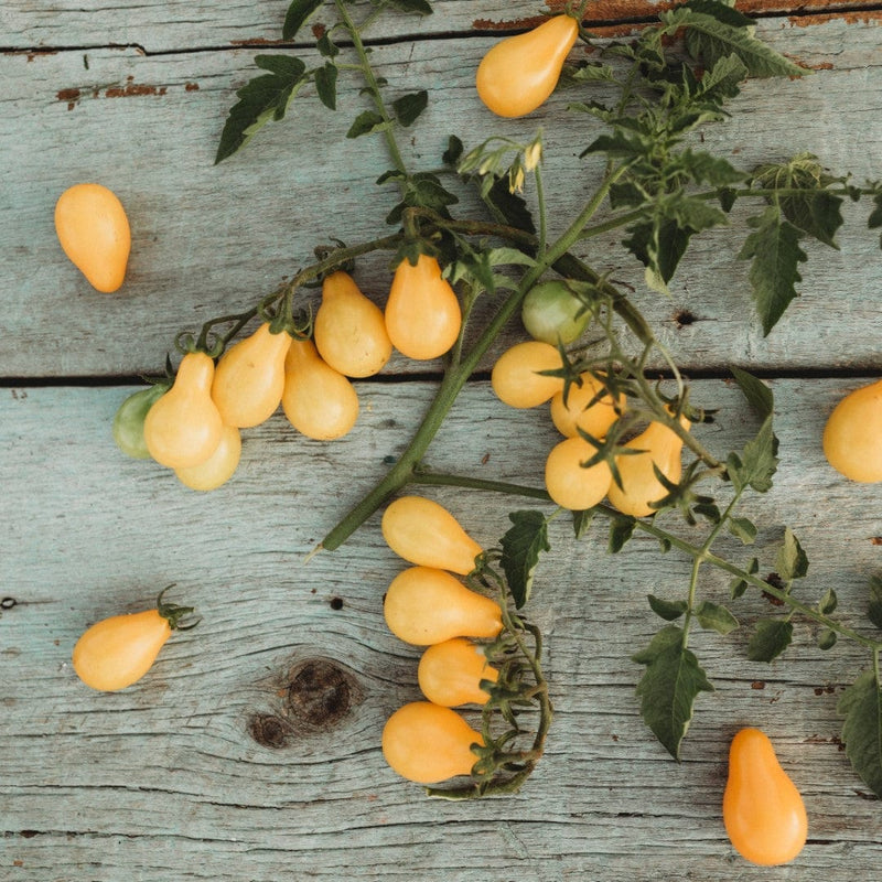 Beam's Yellow Pear Heirloom Cherry Tomato