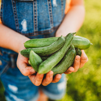 Beit Alpha Persian Cucumber