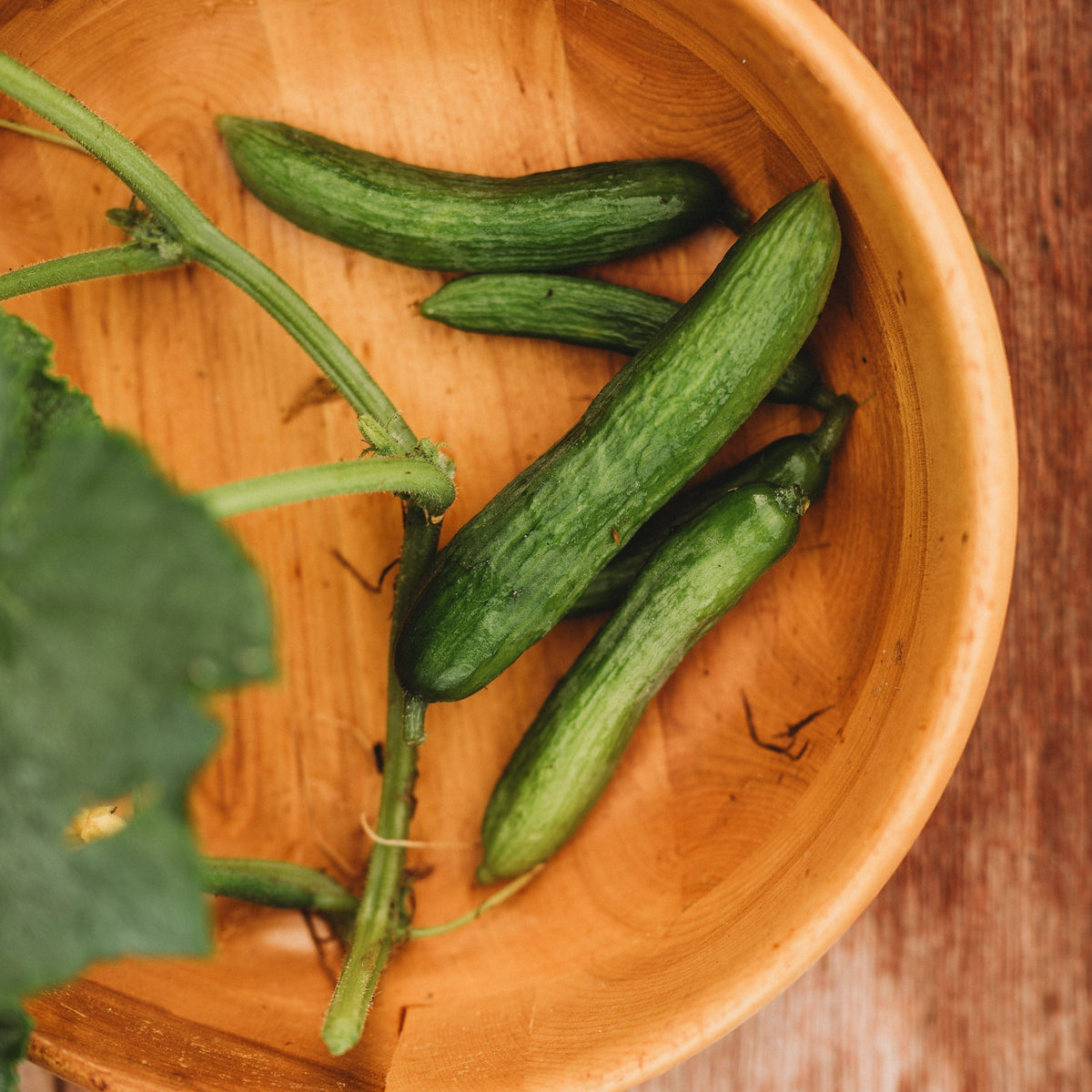 Beit Alpha Persian Cucumber