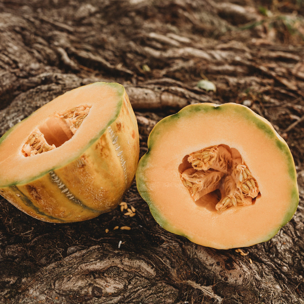 Bidwell Casaba Melon