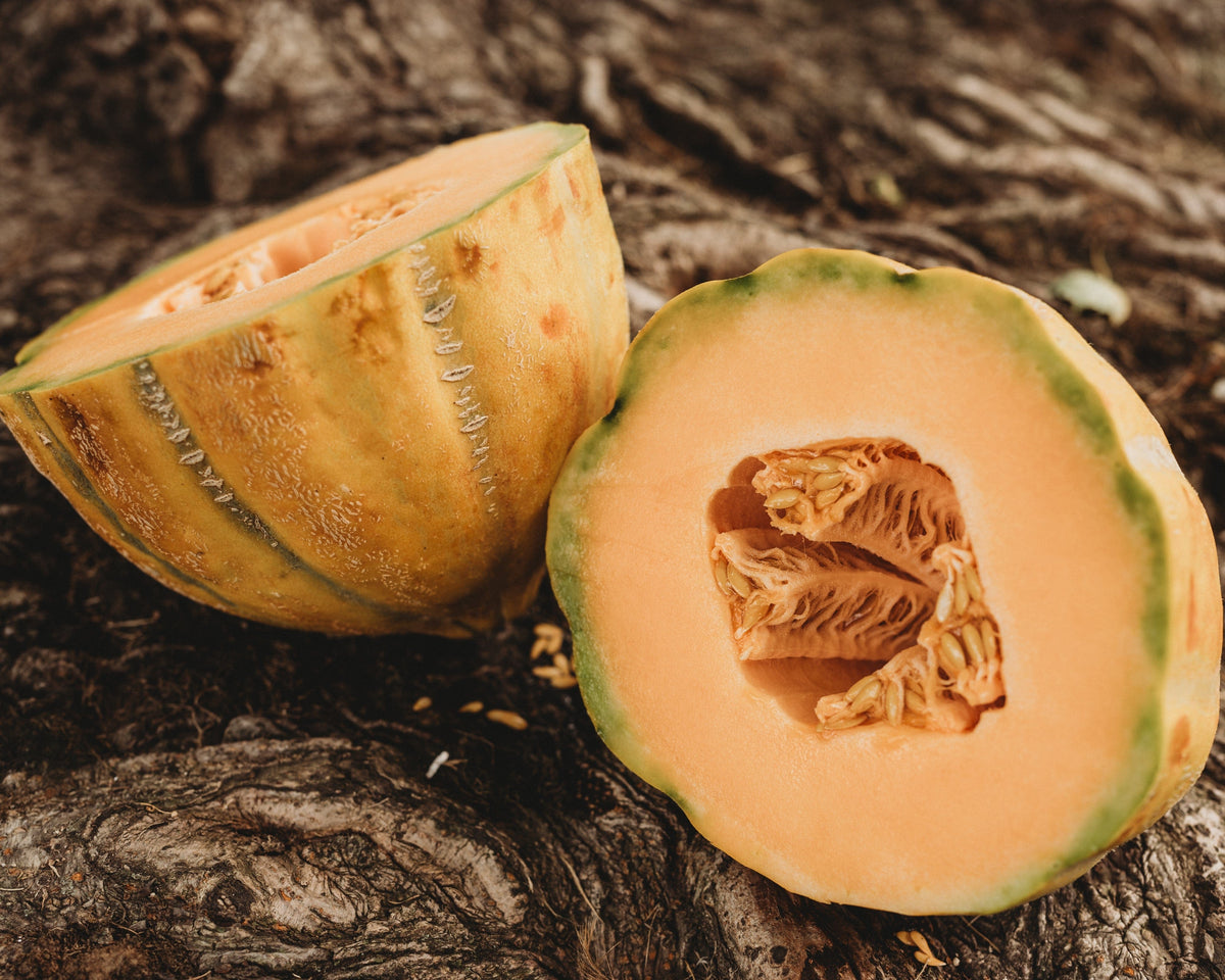 Bidwell Casaba Melon