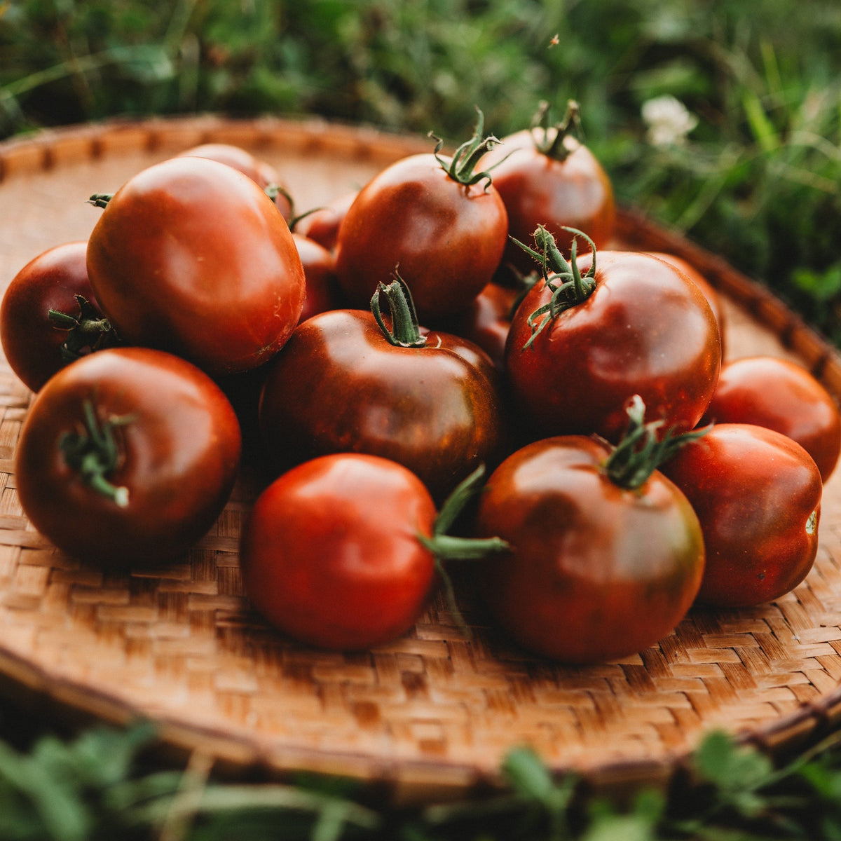 Black Prince Tomato