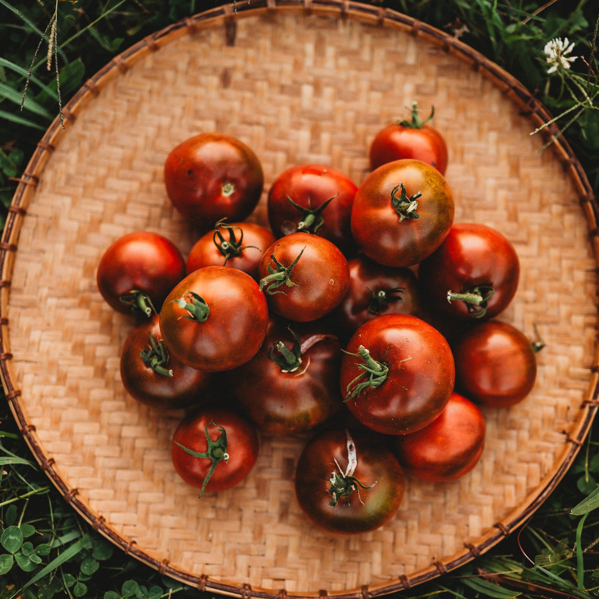 Black Prince Tomato