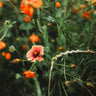 Blanket Flower Native Wildflower