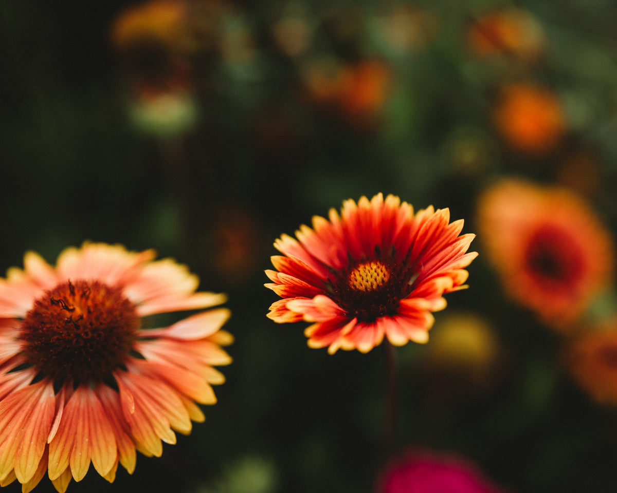 Blanket Flower Native Wildflower