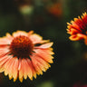 Blanket Flower Native Wildflower