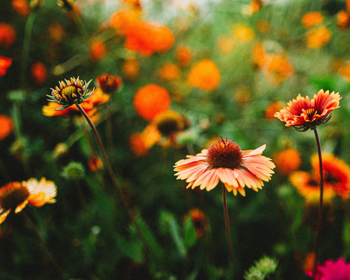 Blanket Flower Native Wildflower