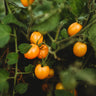 Blondkopfchen Cherry Tomato