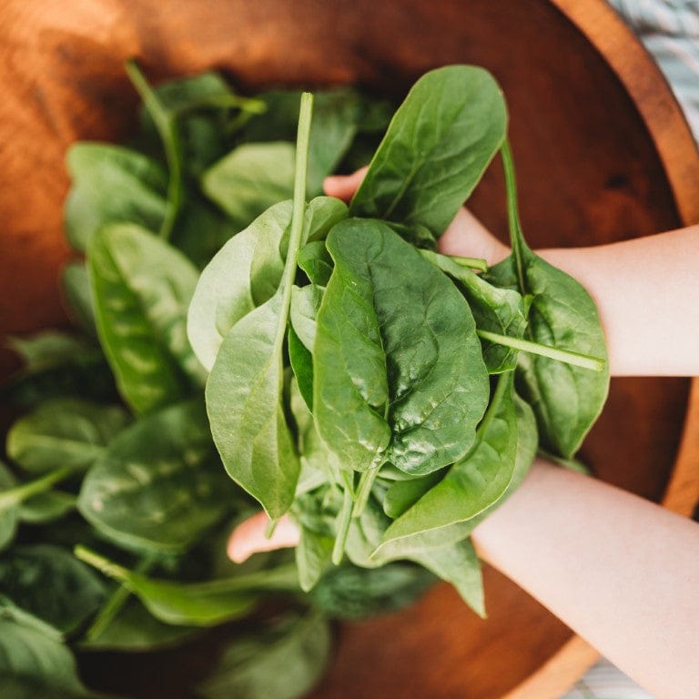 Bloomsdale Longstanding Spinach