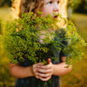 Bouquet Dill