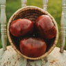 Brandywine Black Heirloom Tomato (Weaver's Strain)