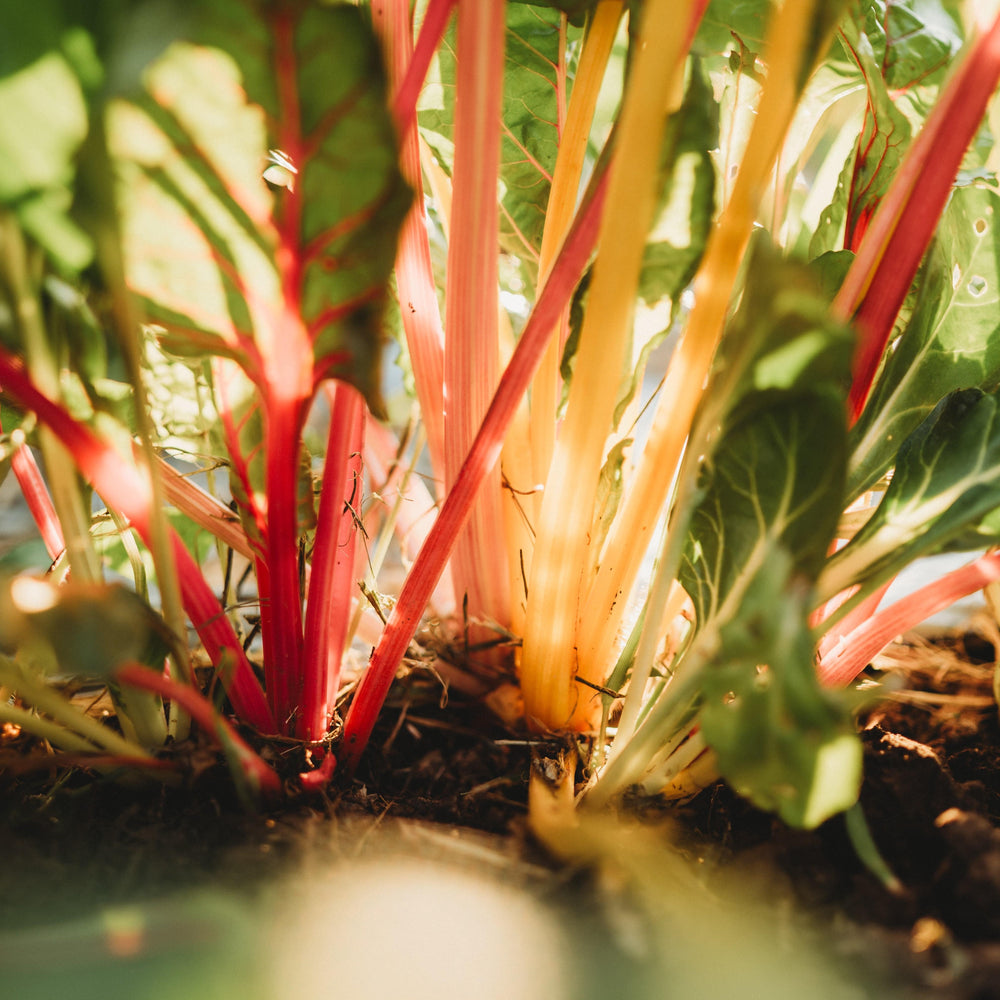 Bright Lights Swiss Chard