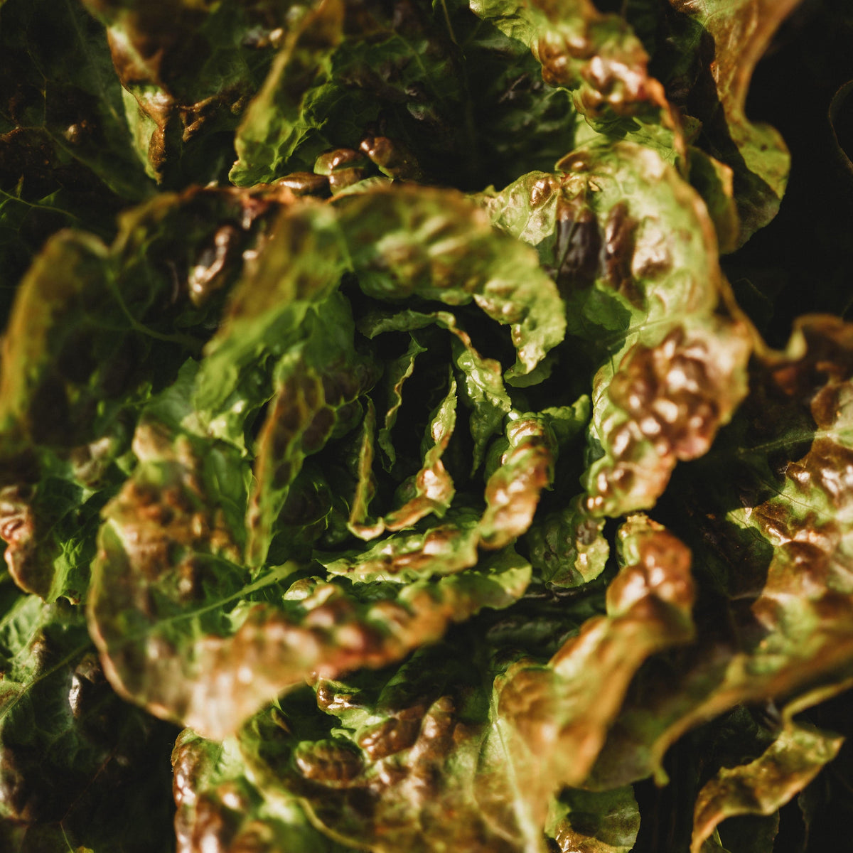 Bronze Mignonette Butterhead Lettuce