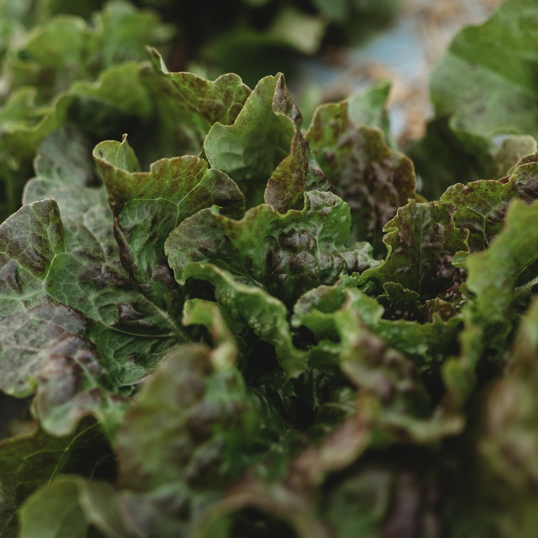 Bronze Mignonette Butterhead Lettuce – Thresh Seed Co.