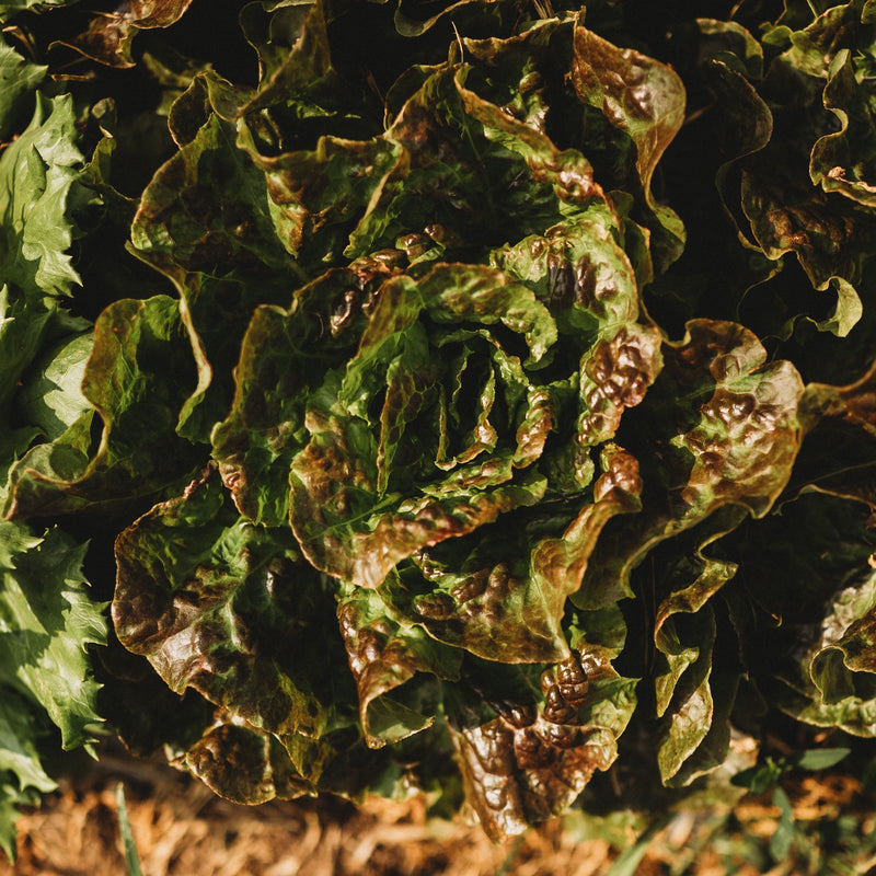 Bronze Mignonette Butterhead Lettuce