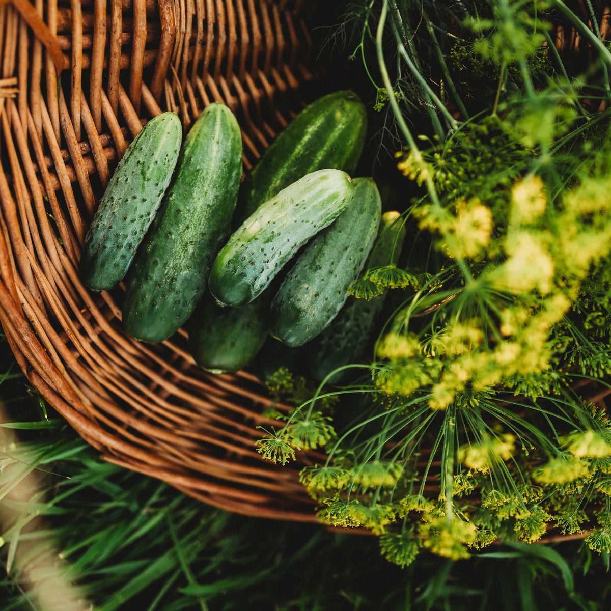 Bushy Cucumber