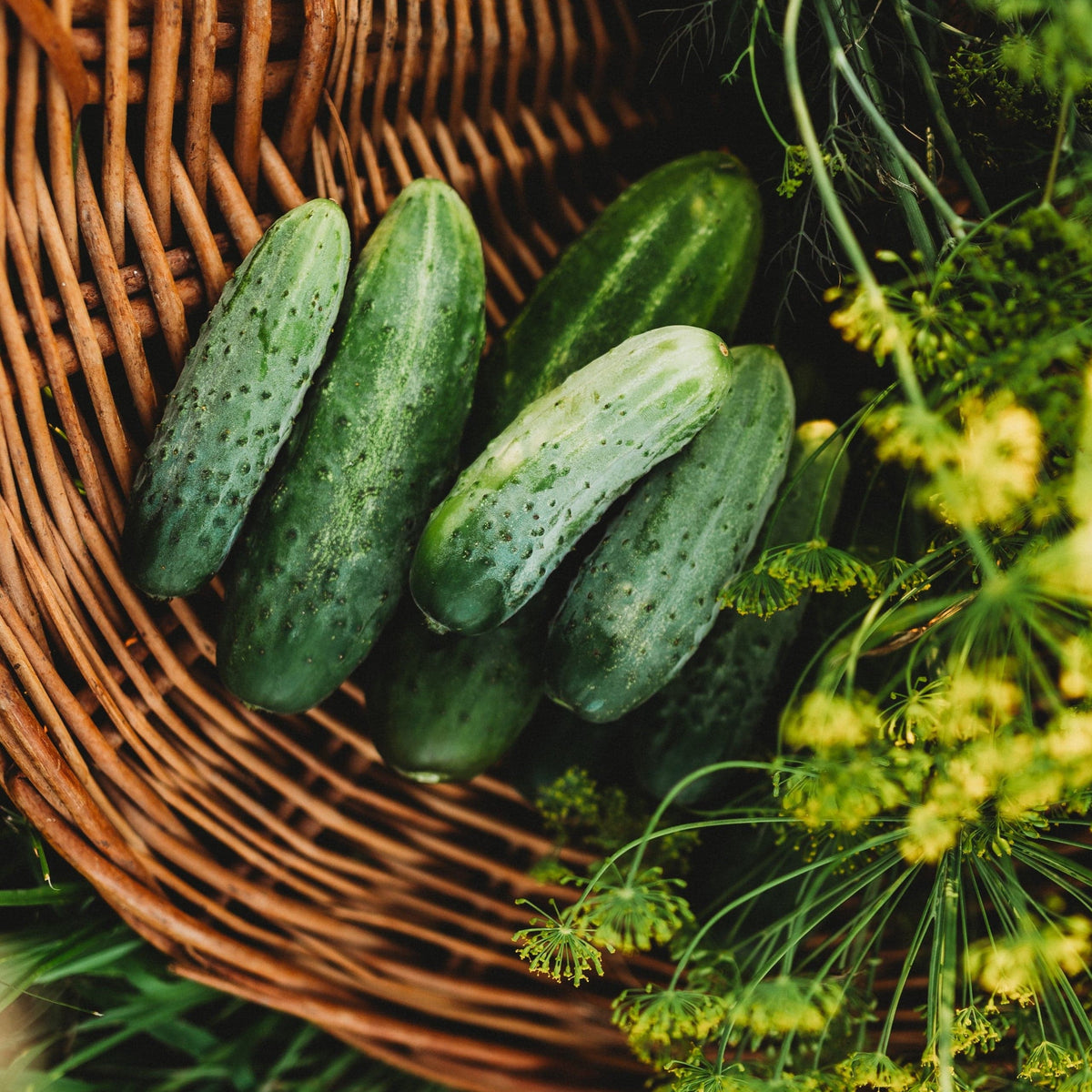 Bushy Cucumber