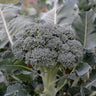 Calabrese Green Sprouting Broccoli